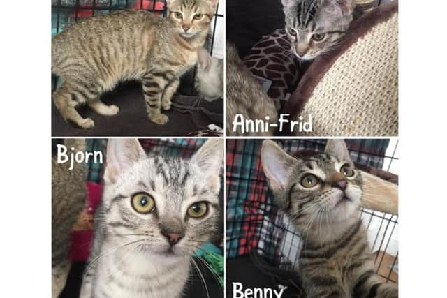 The four stowaway kittens have been released from quarantine and can now be viewed for adoption.