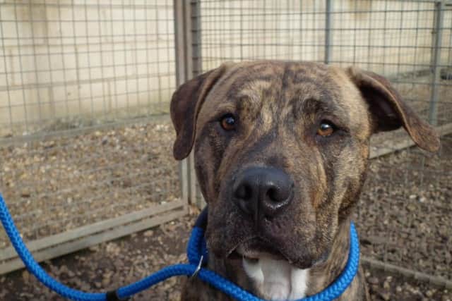 Thousands have now signed a petition to keep Muppet from being put down.