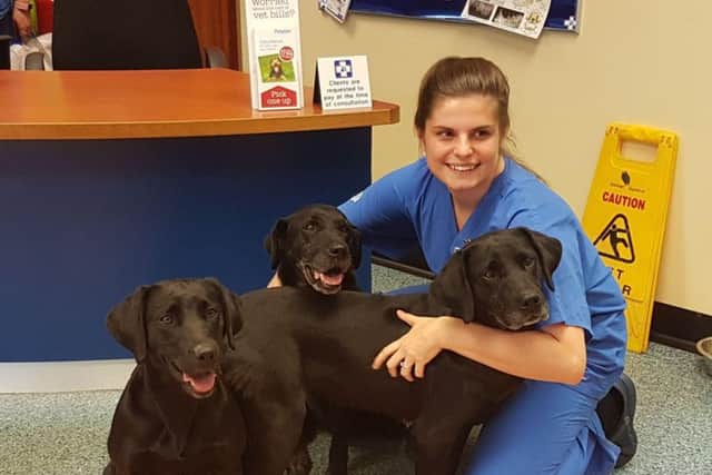 Willow, Milly and Maisie and three fire investigation dogs. Milly is also Maisie's mother and Willow's grandmother.