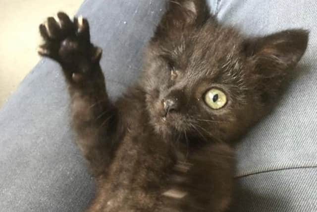 Leela was found in Northampton last month by a member of the public.
