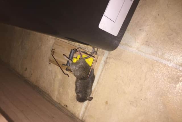 One of the many mice caught in traps around the house