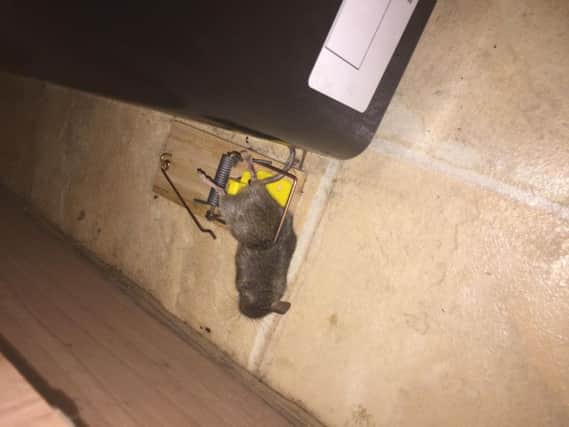 One of the many mice caught in traps around the house