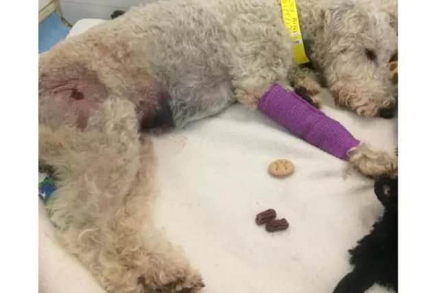 Julie Arnull's Lakeland terrier cross Millie suffered life-threatening injuries