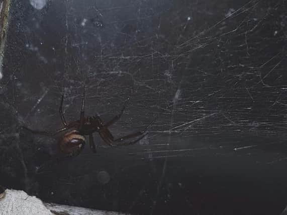 The UK's most venomous spider was spotted on a Northampton windowsill.