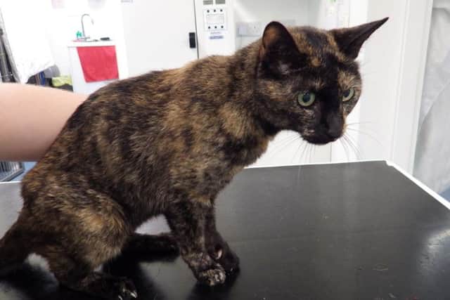 Blacky had to have her leg amputated after her owner treated her cancerous wounds with honey. She was later put down.
