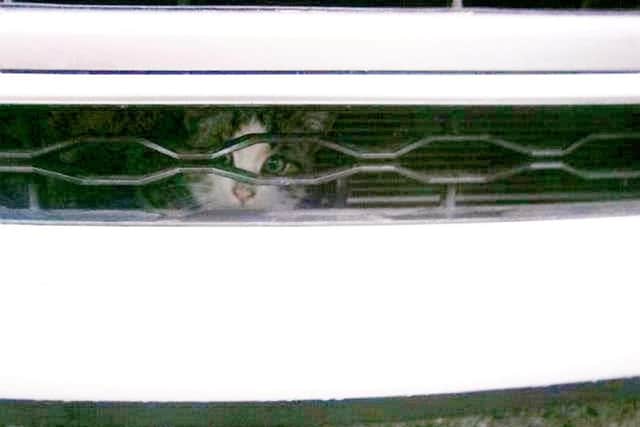 Doug and Renee Bliss, both 68, of Duston, were left stunned after finding the stowaway cat firmly wedged in the grille on their Hyundai i30.
