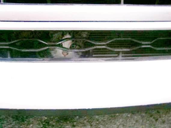 Doug and Renee Bliss, both 68, of Duston, were left stunned after finding the stowaway cat firmly wedged in the grille on their Hyundai i30.