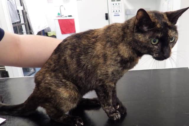 Blacky the cat had to have its leg amputated after owner Denise Smith used honey to treat a cancerous wound